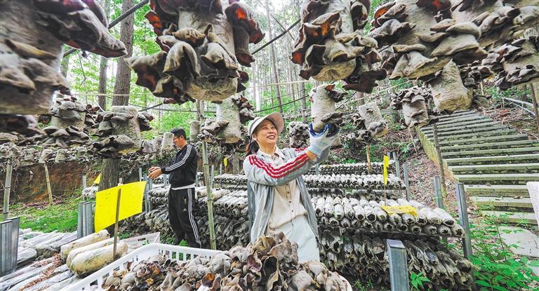量发展产业调研】林下生金冰球突破正规网站【高质(图3)